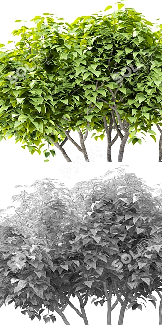 Beautiful Catalpa Bignonioides Tree 3D model image 2