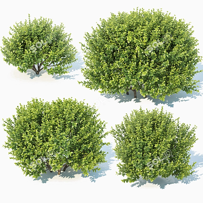 Versatile 11th Gen Buxus 3D model image 1