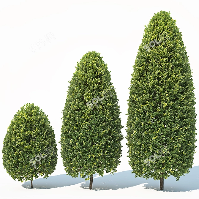 Versatile Buxus Tree for Stunning Landscapes 3D model image 1