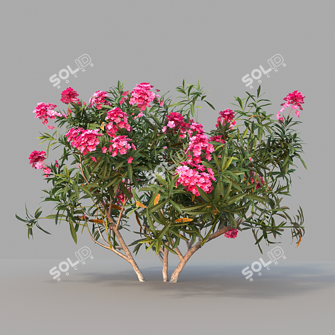 Mediterranean Oleander: Realistic Plant Model 3D model image 1