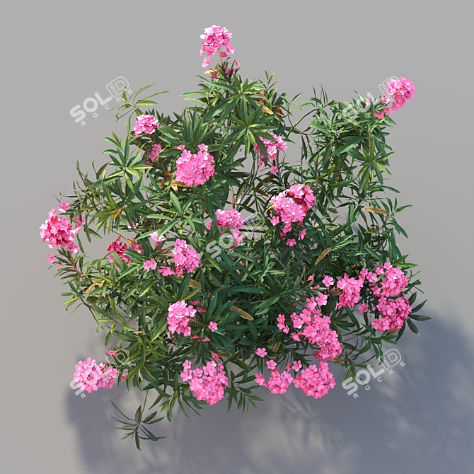 Mediterranean Oleander: Realistic Plant Model 3D model image 2