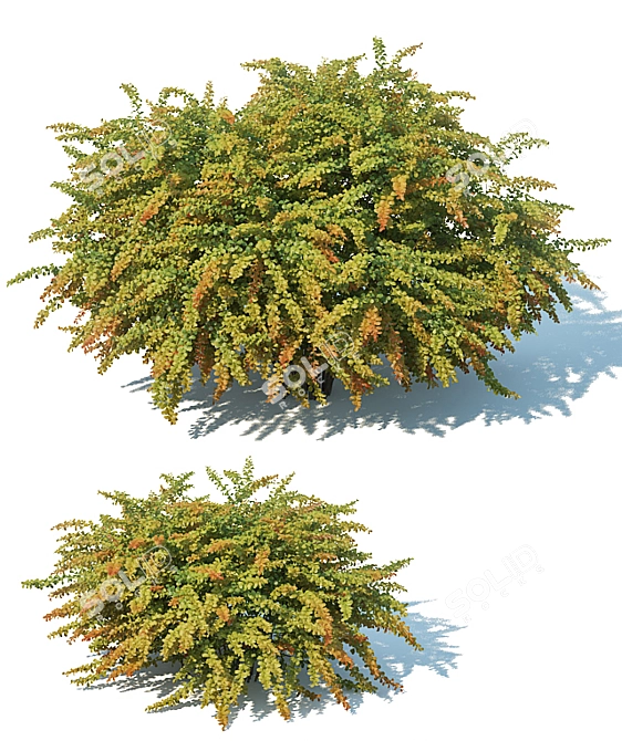 Green Carpet Berberis Thunbergii: Optimal Sizes & Stunning Precision 3D model image 2