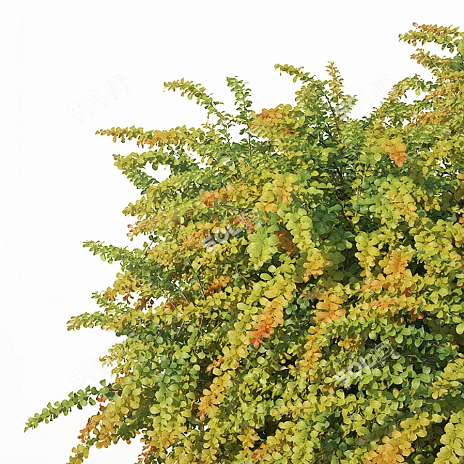 Green Carpet Berberis Thunbergii: Optimal Sizes & Stunning Precision 3D model image 3