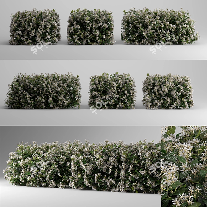 Fragrant Evergreen Choisya Hedge 3D model image 1