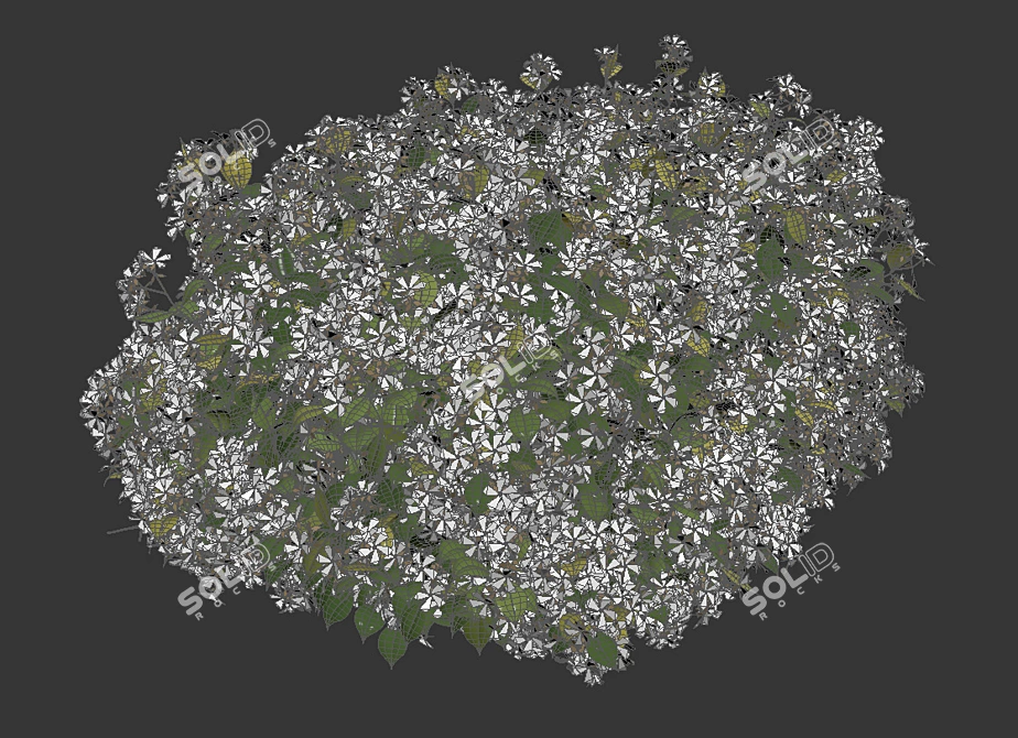 Fragrant Evergreen Choisya Hedge 3D model image 2