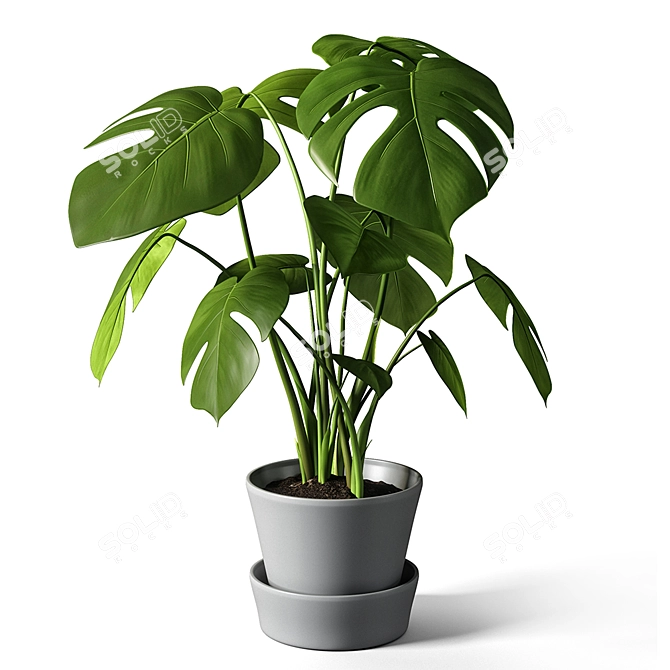 Monstera Leaf Wall Decor 3D model image 1