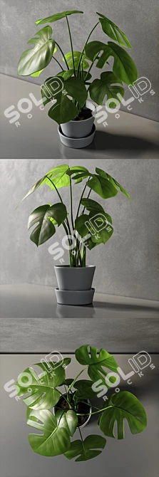 Monstera Leaf Wall Decor 3D model image 2