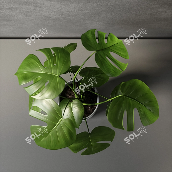 Monstera Leaf Wall Decor 3D model image 6