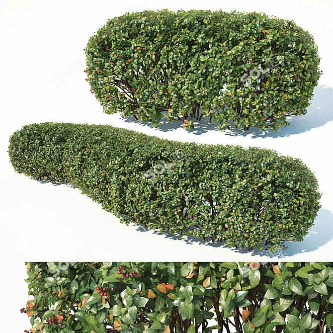 Customizable Cotoneaster Hedge - Height 115cm 3D model image 1