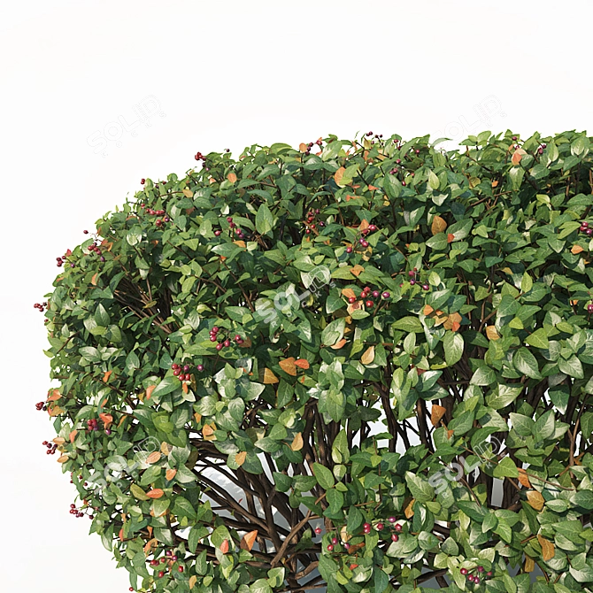 Customizable Cotoneaster Hedge - Height 115cm 3D model image 2