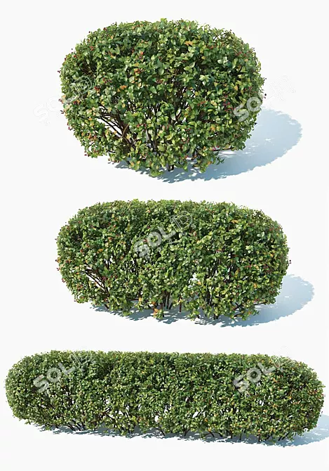 Customizable Cotoneaster Hedge - Height 115cm 3D model image 3