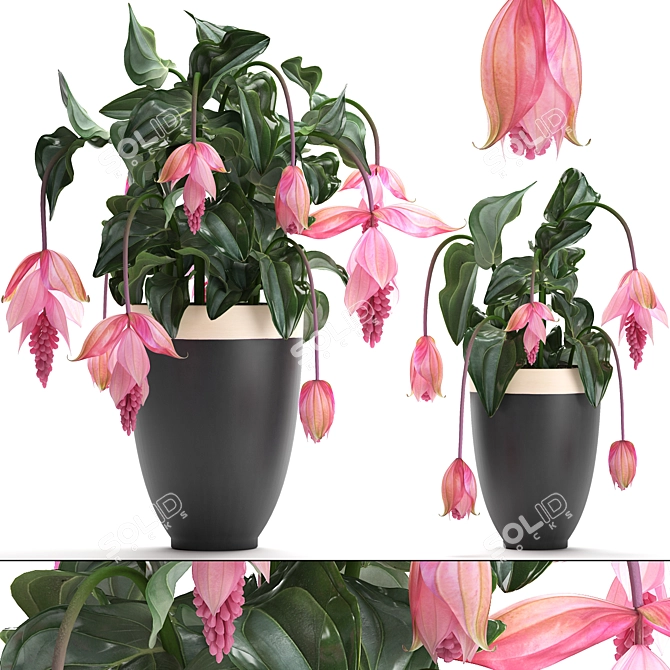 Exotic Medinilla: Collection of Magnificent Pink Flowers 3D model image 1