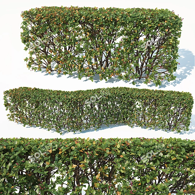 Customizable Transparent Hedge - Cotoneaster Lucidus 3D model image 1