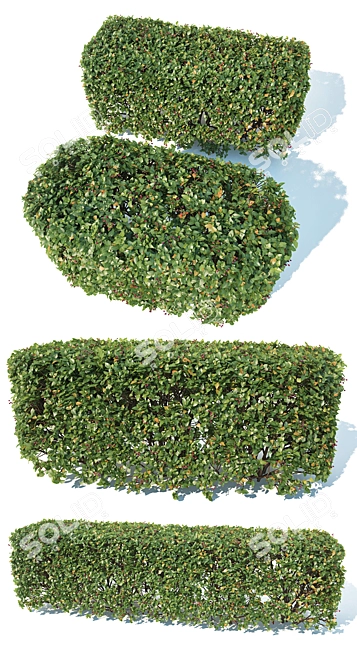 Customizable Cotoneaster Hedge: Square Shape 3D model image 2