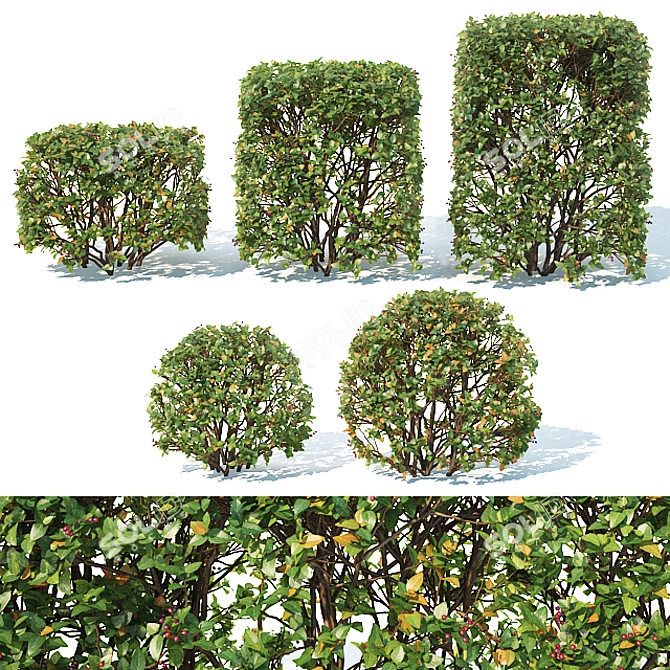 Optimized Cotoneaster lucidus Hedge 3D model image 1