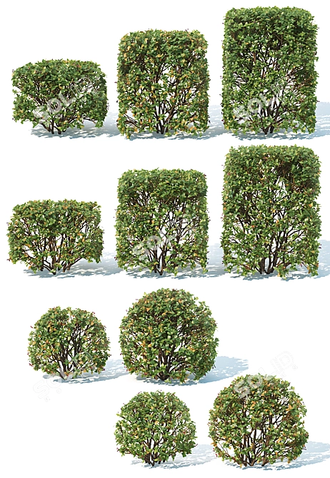 Optimized Cotoneaster lucidus Hedge 3D model image 2