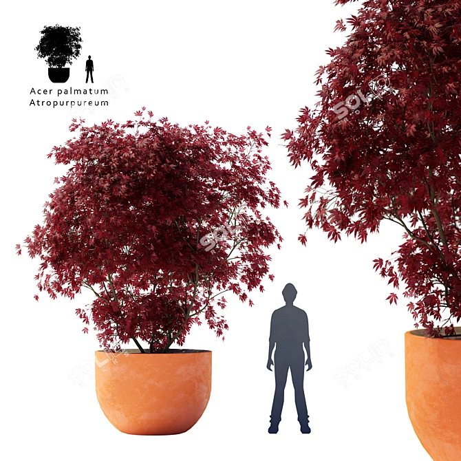 Majestic Crimson Maple Tree 3D model image 1