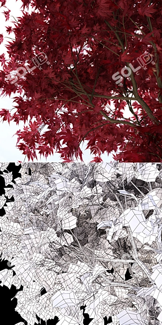 Majestic Crimson Maple Tree 3D model image 2