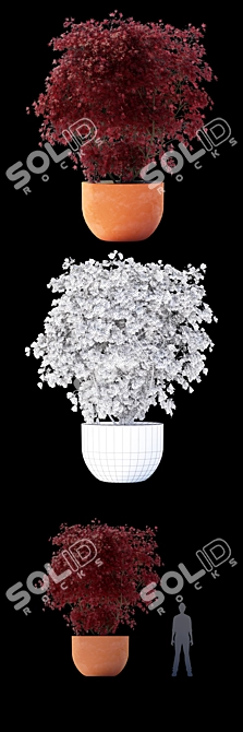 Majestic Crimson Maple Tree 3D model image 3