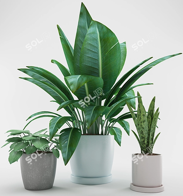  Colorful Indoor Plants Collection 3D model image 2