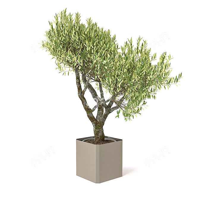 Exquisite Potted Greenery 3D model image 1