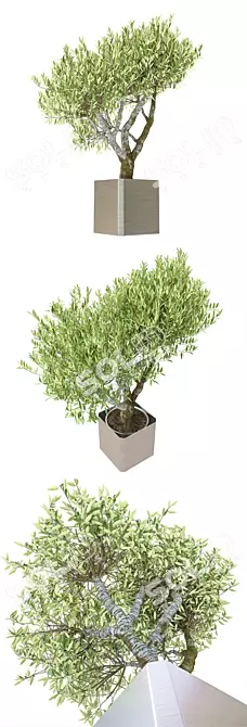 Exquisite Potted Greenery 3D model image 3