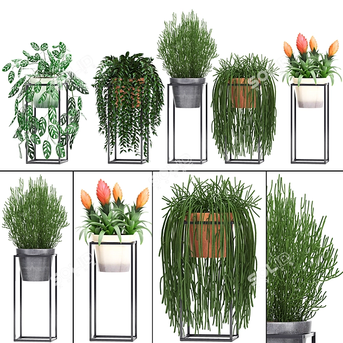 Exotic Plant Collection: Rhipsalis, Tradescantia, Monstera & Bromelia 3D model image 1