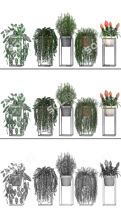 Exotic Plant Collection: Rhipsalis, Tradescantia, Monstera & Bromelia 3D model image 3