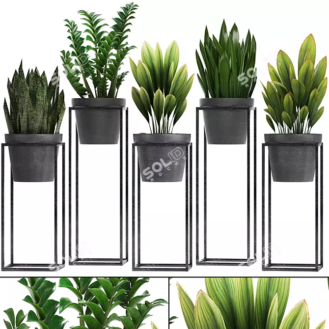 Exotic Plant Collection: Curculigo, Sansevieria, Zamioculcas 3D model image 1