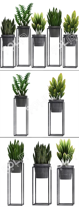 Exotic Plant Collection: Curculigo, Sansevieria, Zamioculcas 3D model image 2