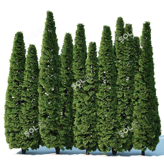 Thuya Occidentalis Hedge: Privacy Perfected 3D model image 1