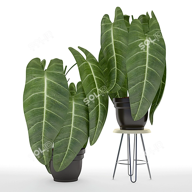 Black Gold Philodendron: Exquisite 2014 Version with Stunning Details 3D model image 1