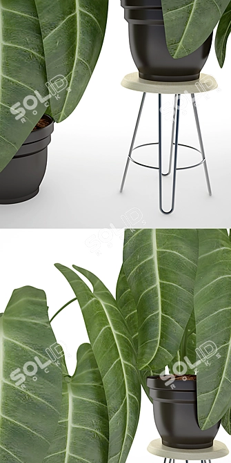 Black Gold Philodendron: Exquisite 2014 Version with Stunning Details 3D model image 2