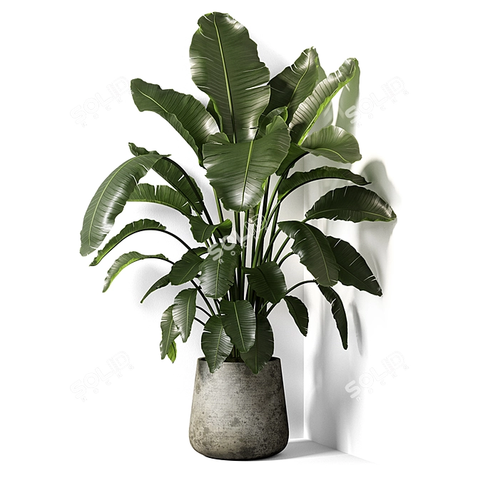 Exotic Strelitzia Plant: UV Mapped for V-Ray & Corona 3D model image 1