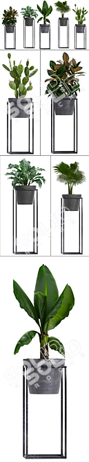 Exotic Plant Collection: Alocasia, Ficus, Palms & Cactus 3D model image 2