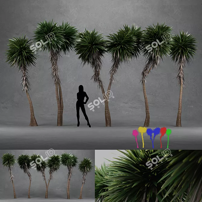 Tall and Distinctive 3D Cabbage Trees 3D model image 1