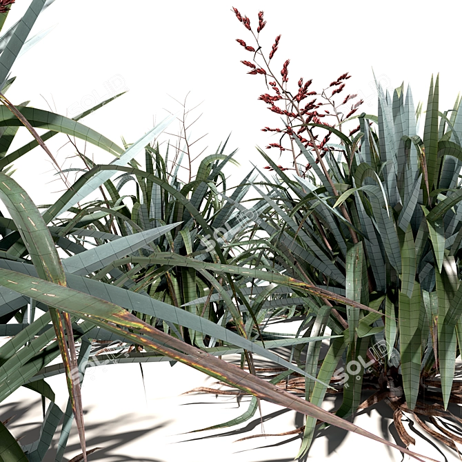 New Zealand Flax - Vibrant Variety 3D model image 2