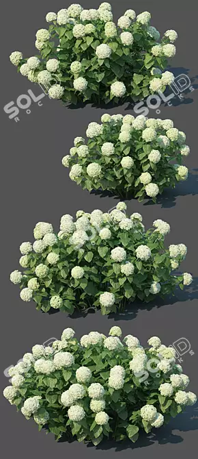 Versatile Hydrangea Annabelle: Perfect for Any View 3D model image 2