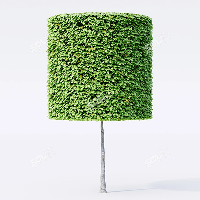 3D Geometric Topiary Trees 3D model image 2