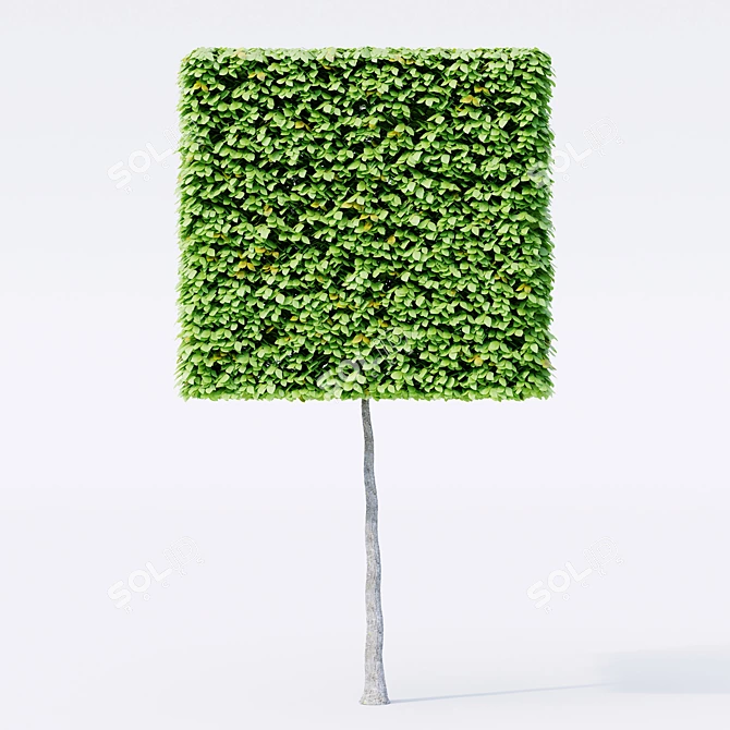 3D Geometric Topiary Trees 3D model image 3