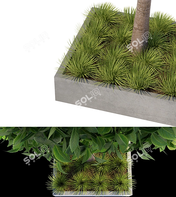 Stone Oak in Flowerpots | Elegant Quercus ilex Tree 3D model image 3