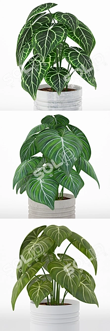 Anthurium clarinervium: Exquisite 2014 V-Ray 3D Model 3D model image 2