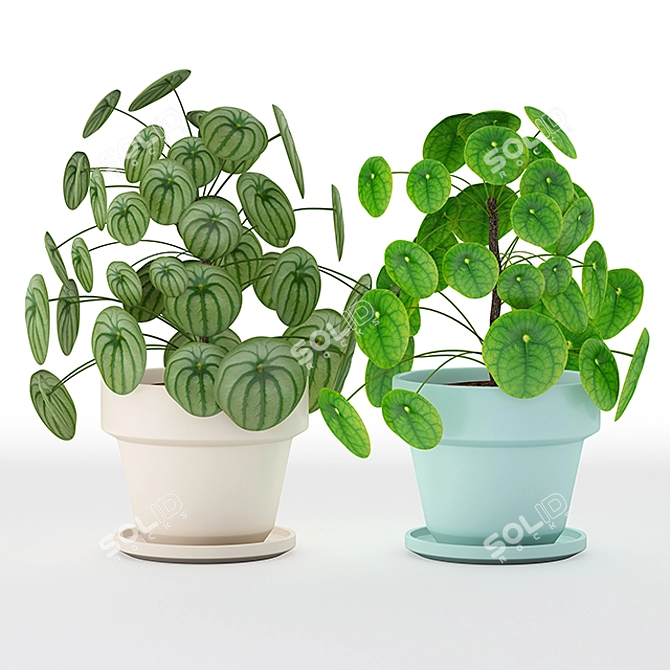 Pilea Perperomioides: Modern Minimalist Plant 3D model image 1