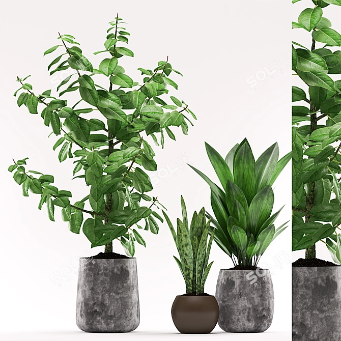 Elegant Trio: Aspidistra, Sansevieria & Ficus 3D model image 1