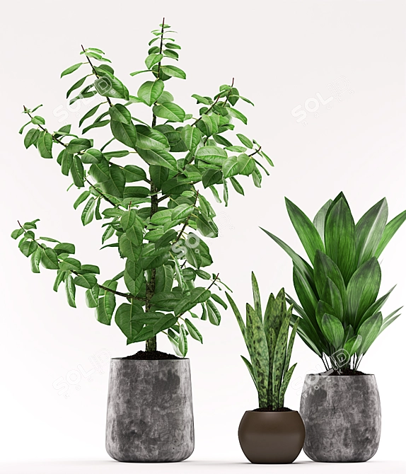 Elegant Trio: Aspidistra, Sansevieria & Ficus 3D model image 2