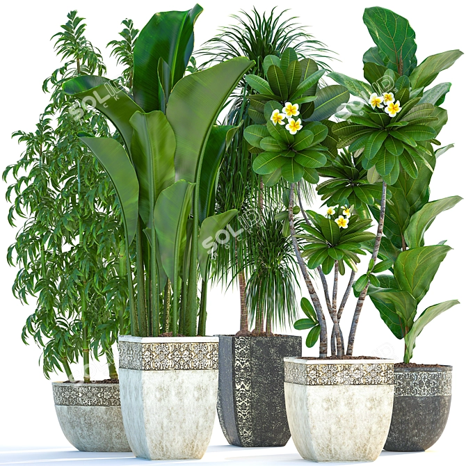 Exotic Plant Collection: Tropical Foliage, Frangipani, Ficus, and More 3D model image 1