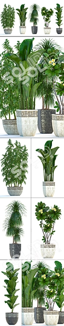 Exotic Plant Collection: Tropical Foliage, Frangipani, Ficus, and More 3D model image 2