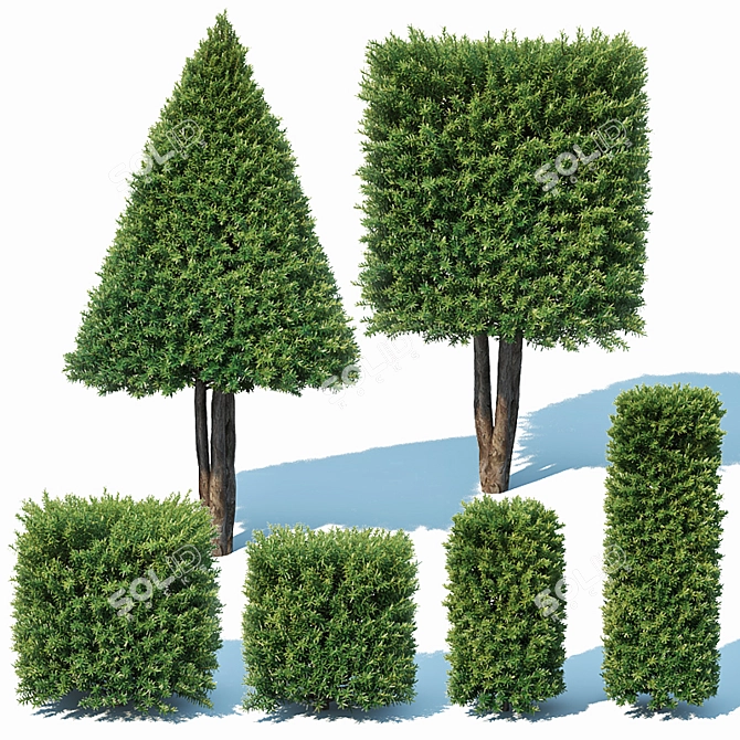 Lush Taxus Baccata Topiary Set 3D model image 1