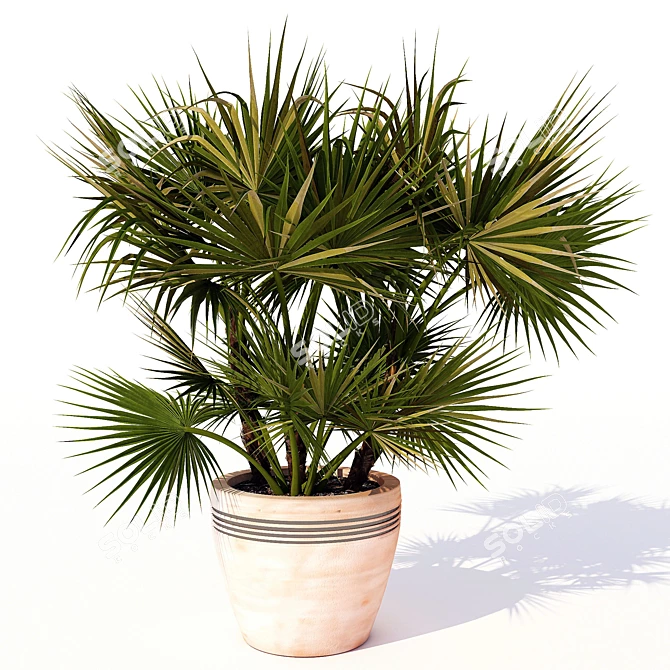 Amerian Palm: Acoelorrhaphe wrightii 3D model image 1