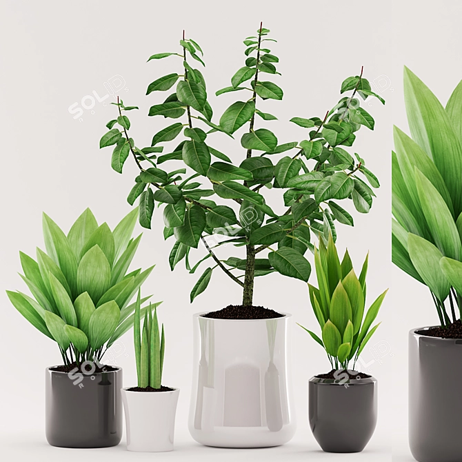 96 Plant Collection: Aspidistra, Sansevieria, Ficus elastica with Black & White Pots 3D model image 1